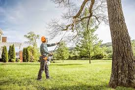 Best Fruit Tree Pruning  in Shelby, MS